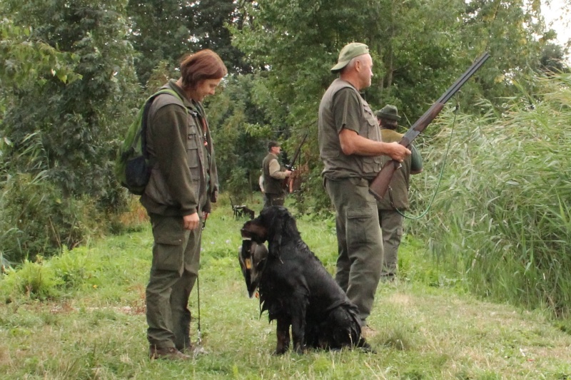 Gordon setter hot sale hunting